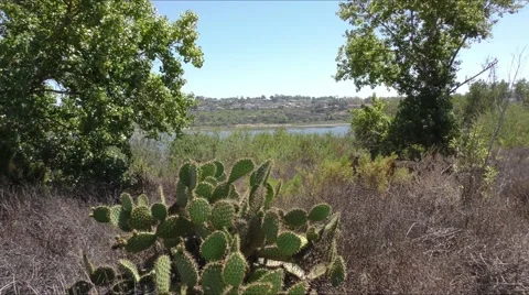 Pickly pear cactus foreground canyon with estuary and cliff houses in distanc Stock Footage 67557369