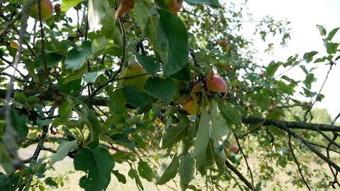 Picks apples from a tree close-up. Summer day Stock Footage 115952566