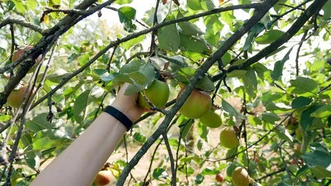 Picks apples from a tree close-up. Summer day Stock Footage 115953027