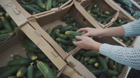 Picks cucumbers on the market Stock Footage 95402342