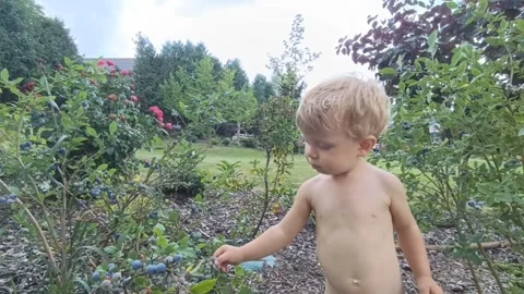 Picks healthy berries Stock Footage 341696941