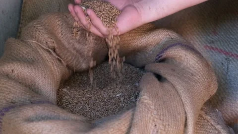 Picks up wheat grains from the sack 스톡 동영상 140408671