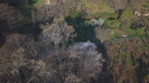 Pickup Drives Out of Forest on Farm Track Through Plantation Stock Footage 336563281