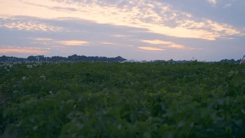 Pickup Driving Through Fields Stock Footage 81957693