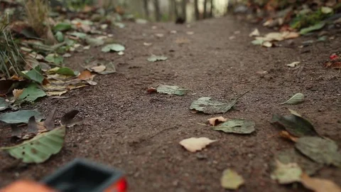 Pickup on the forest road Stock Footage 82294125