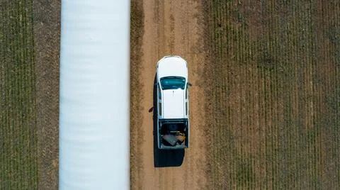 Pickup truck driving through wheat crops field with silos bags on the road. Stock Photos