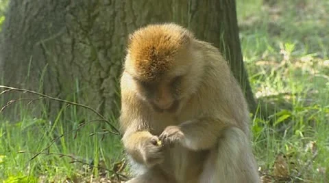 Picky Barbary Macaque (macaca sylvanus) eats fruit. Video stock 20538077