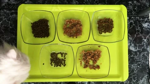 Picky Eater Stock Footage 171120518