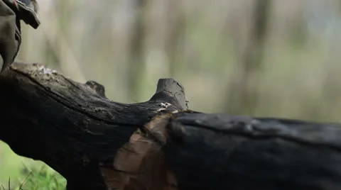 Picnic 012 Vídeos de archivo 22587395