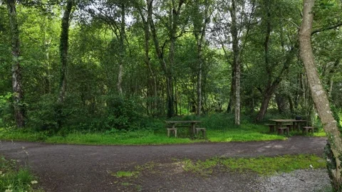 Picnic Area and Forest Path at Grantstown Lough County Laois Ireland 库存影片 336953381