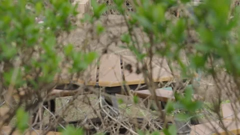 A picnic bench in a park viewed through bushes Stock Footage 241497309