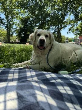 Picnic with Dog Stock Photos