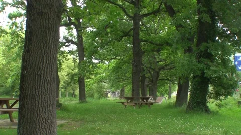 Picnic in forest Stock Footage 50755104
