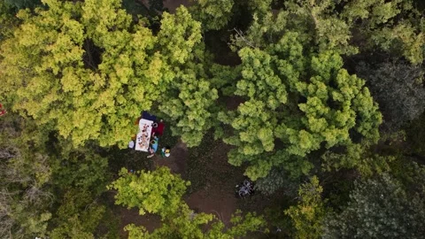 A picnic in the forest Stock Footage 237852055