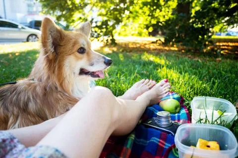 Picnic in the meadow Stock-Fotos