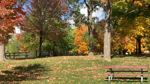 Picnic Park Fall Nature Landscape, Colorful Scenic Foliage Season Background Stock Footage 150192142