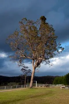 Picnic spot under eucalyptus tree against a dramatic stormy sky Stock Photos
