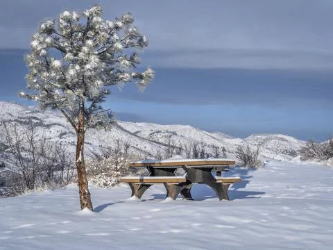 Picnic table and pine tree with a fresh snow - Stock Photos