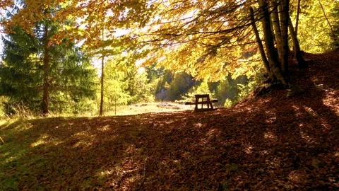 A picnic table in the autumn mountain forest. Enjoy the tranquil sitting 스톡 동영상 150582162
