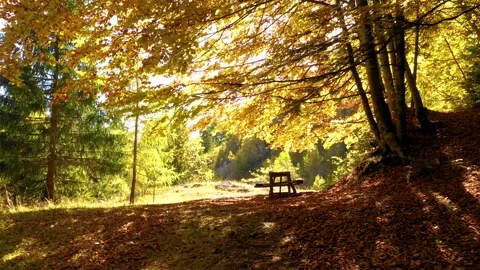 A picnic table in the autumn mountain forest. Enjoy the tranquil sitting Video stock 150582369