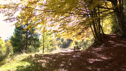 A picnic table in the autumn mountain forest. Enjoy the tranquil sitting Video stock 150582372