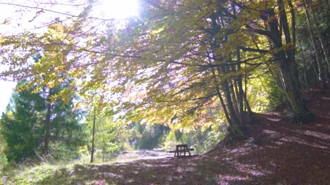 A picnic table in the autumn mountain forest. Enjoy the tranquil sitting Stock Footage 150582602