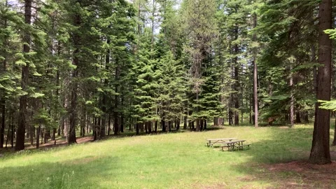 Picnic table in a clearing in day use area of Wallowa-Whitman National Forest Video stock 135083324