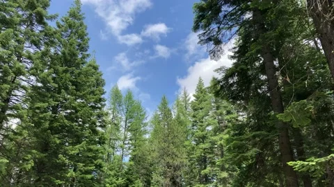 Picnic table in a clearing in day use area of Wallowa-Whitman National Forest Video stock 135689525