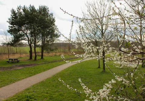 Picnic table under blossoming trees in spring at Dwingelderveld national park Stockfoto's