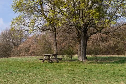 Picnic table under budding trees. Stock Photos
