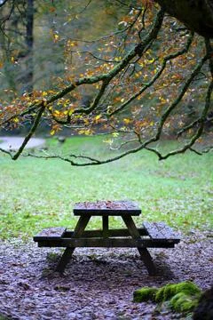 Picnic Table Under Mossy Beech Tree in Ucieda Forest, Spain Stock Photos