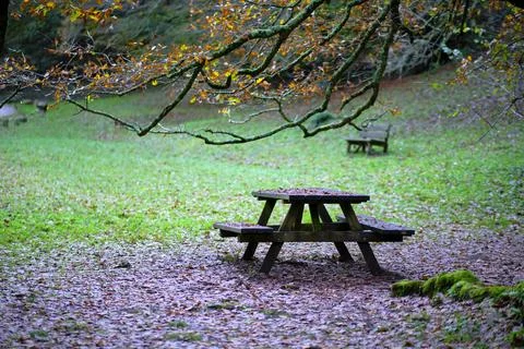 Picnic Table Under Mossy Beech Tree in Ucieda Forest, Spain Stock Photos
