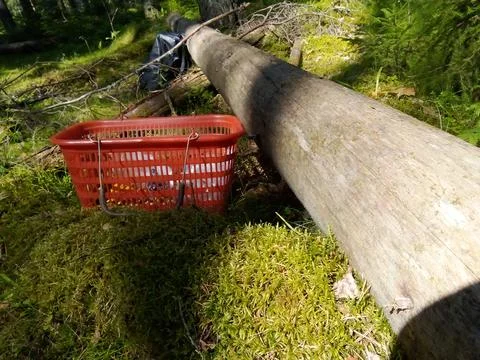 Picnic on a tree trunk Foto stock