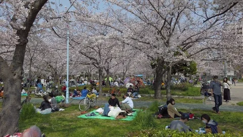 Picnic under the cherry trees blooming Stock Footage 111768382