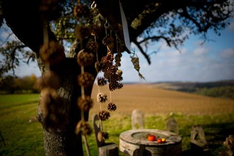 Picnic under a decorated deciduous tree. Sunny autumn day. Stock Photos