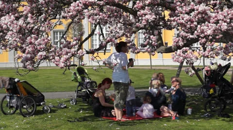 Picnic under a Magnolia Tree Stock Footage 22977023
