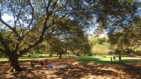 Picnic under the tree in villa lobos park in sao paulo brazil Vídeo Stock 107145299