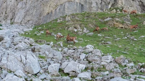 Picos de Europa mountain range in Spain Chamois grazing on slopes Stock Footage 341459307