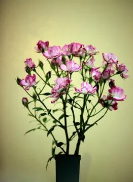 Picotee  rose in bloom Stock Photos