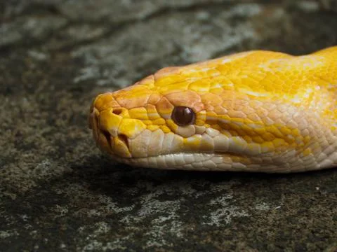 Picture of a albino Python snake head on a park Photos