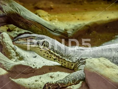Picture of amazing giant reptile lizard sitting in captivity on sand between Stock Photos