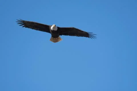 A picture of a Bald eagle flying through the air. Foto stock