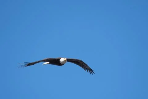 A picture of a Bald eagle flying through the air. Stock Photos