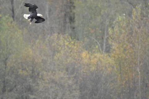 A picture of a Bald eagle mid flight, aiming for fish in the lake. Stock Photos