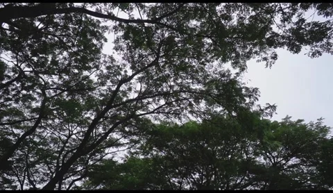 This is a picture of a banyan tree. Stock Footage 166847791