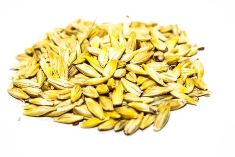 A picture of barley corn Stock Photos