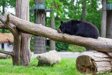 Picture of bear sleeping on the tree Stock Photos