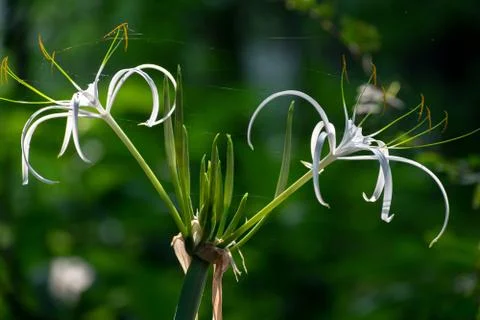Picture of a beautiful beach spider lily (Hymenocallis littoralis) Stock Photos