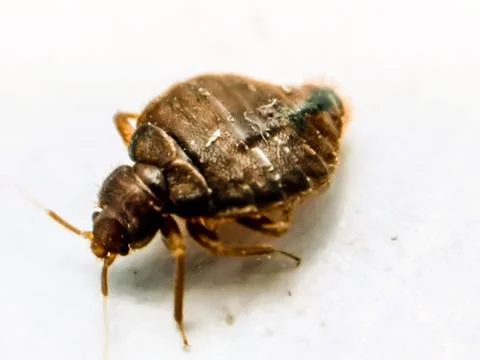 A picture of bedbug with blur background Stockfoto's