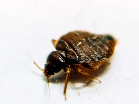 A picture of bedbug with blur background Stock-Fotos